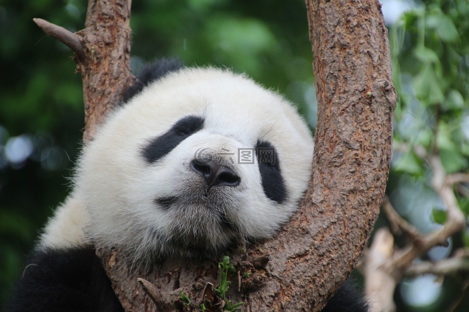熊猫,熊猫熊,睡眠