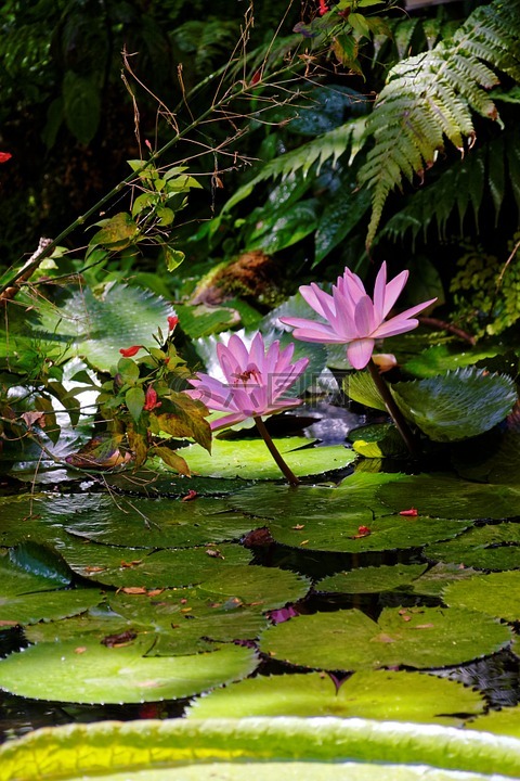 睡莲,花,开花