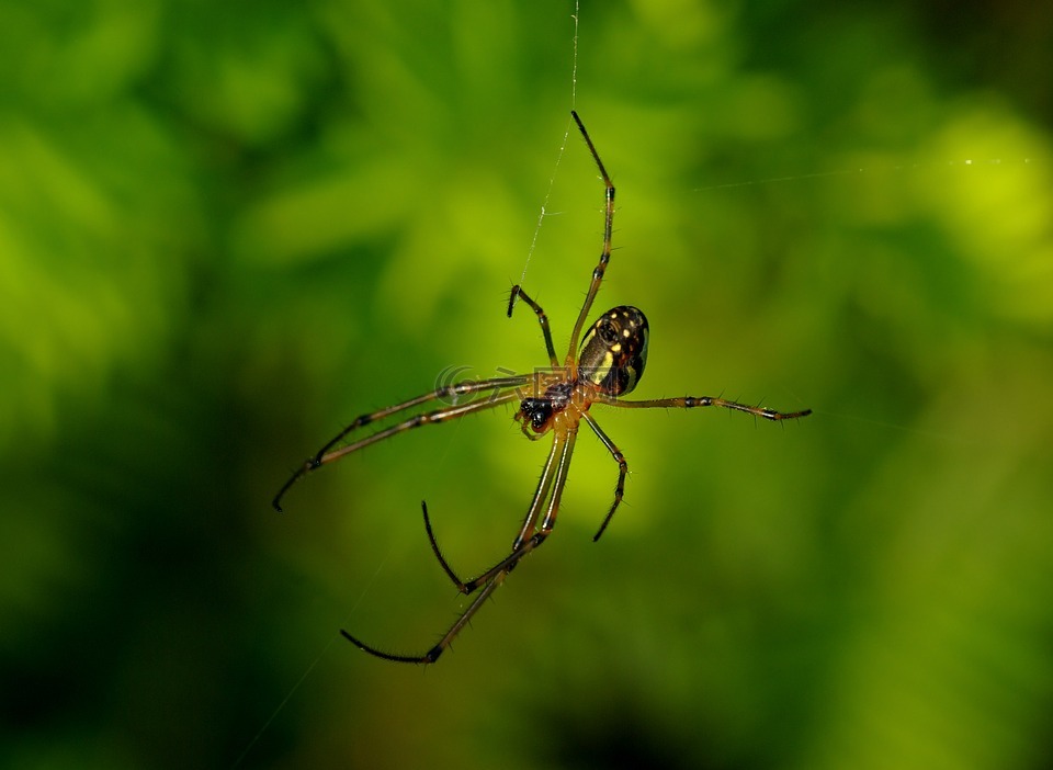 蜘蛛,长下巴 orb 韦弗,web