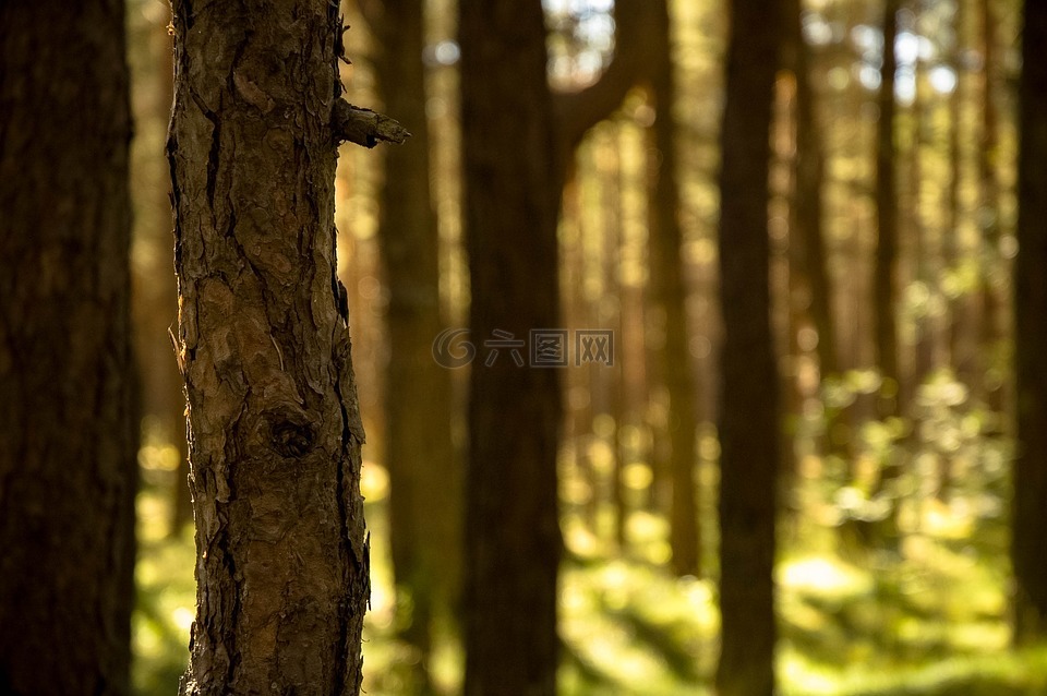 森林,自然,松树皮