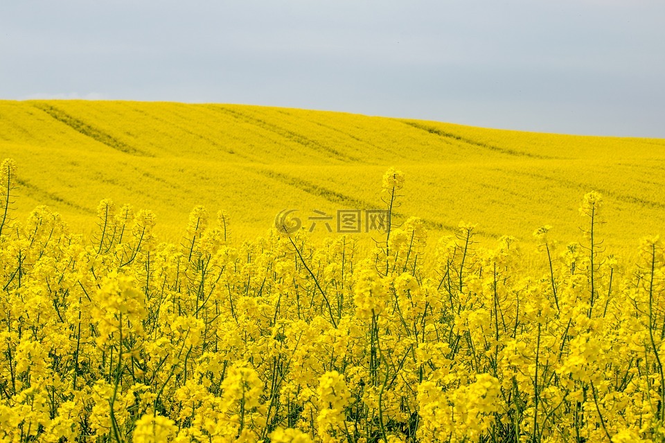 花,blütenmeer,菜子