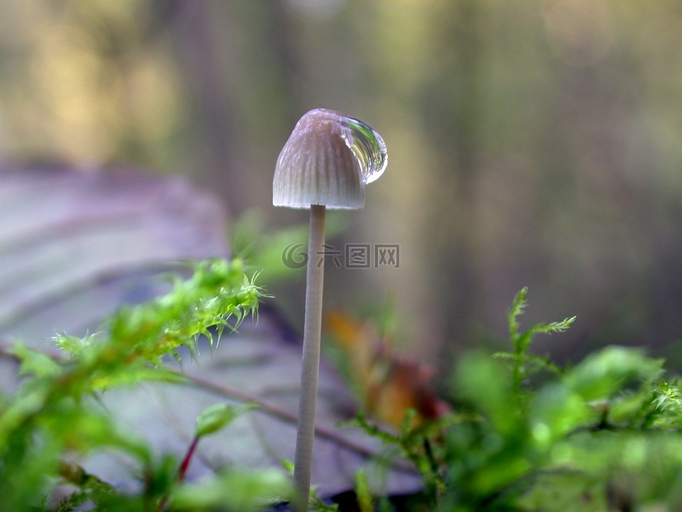 蘑菇,一滴水,森林