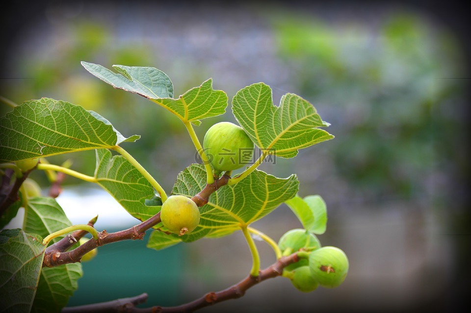 无花果树,figa,片