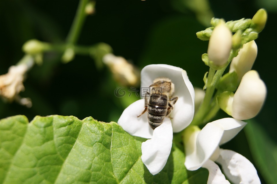 蜜蜂,花豆,夏天