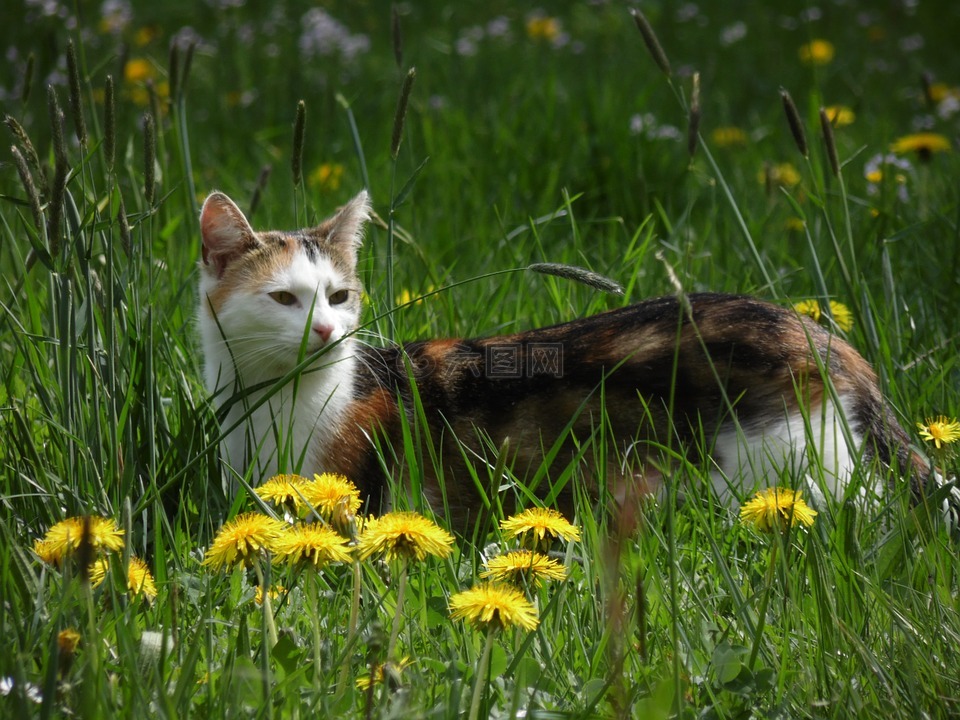 猫,草地,性质