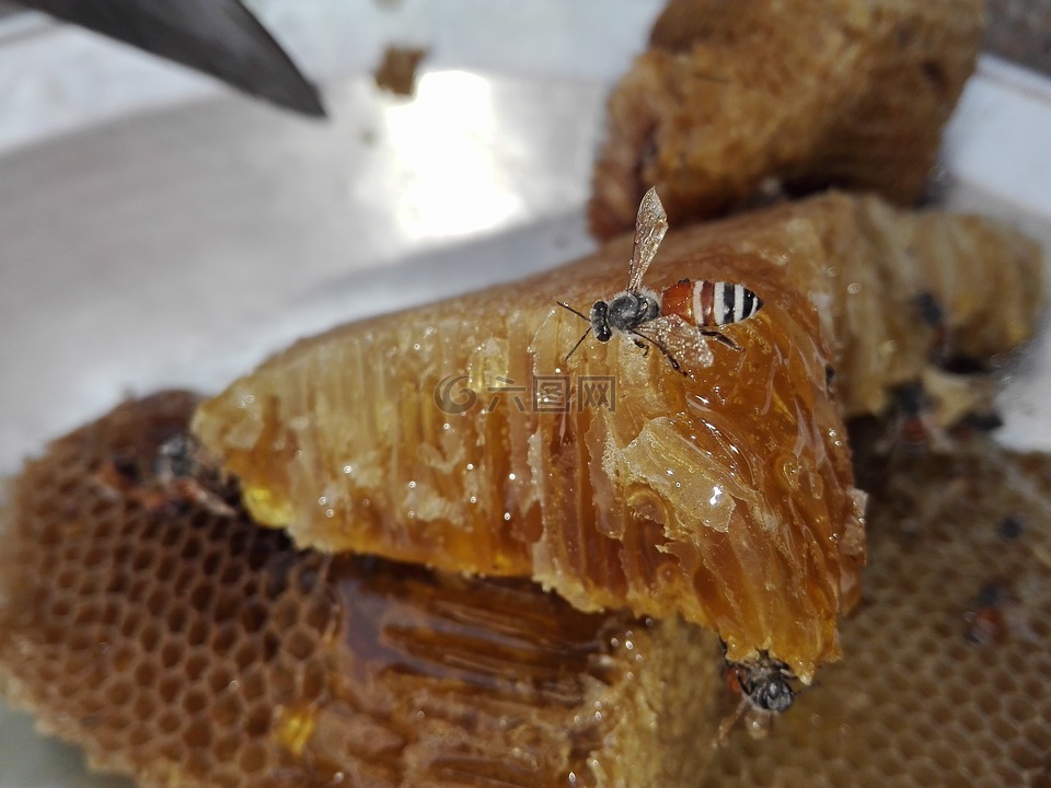 蜜蜂,蜂蜜,重点