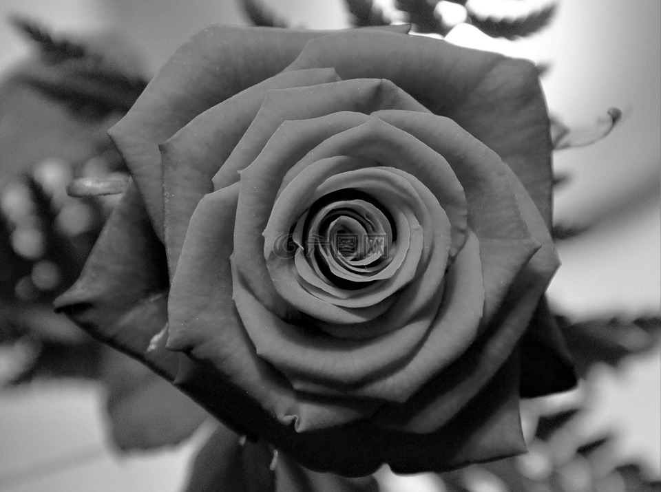玫瑰在黑色和白色,玫瑰,开花