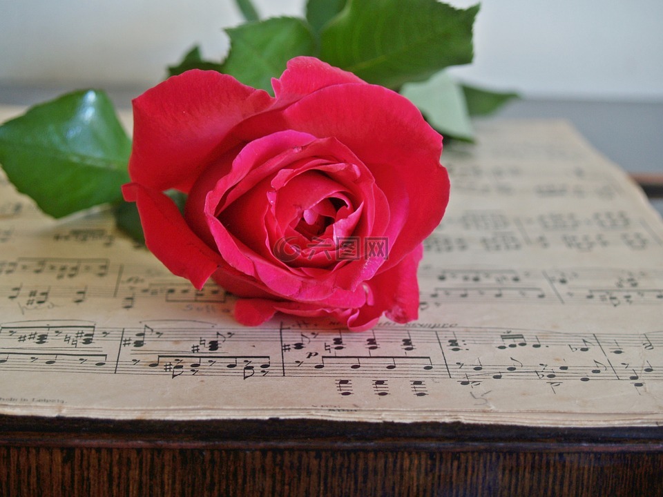 玫瑰,红色,乐谱