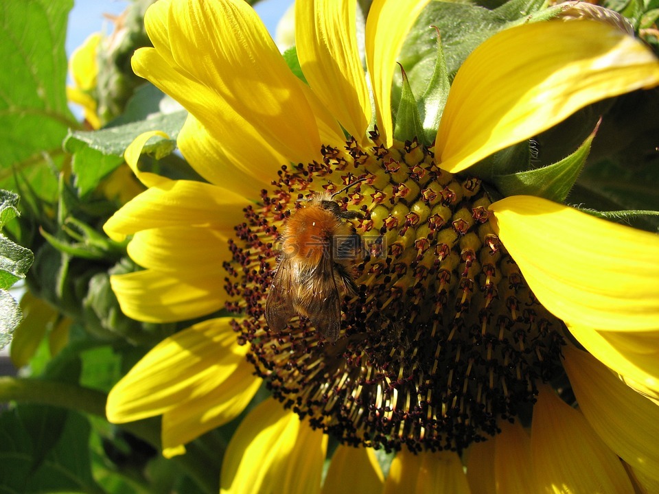 太阳花默,蜜蜂,太阳花