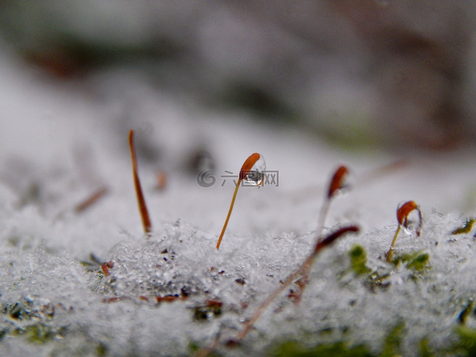 降,雪,冬天