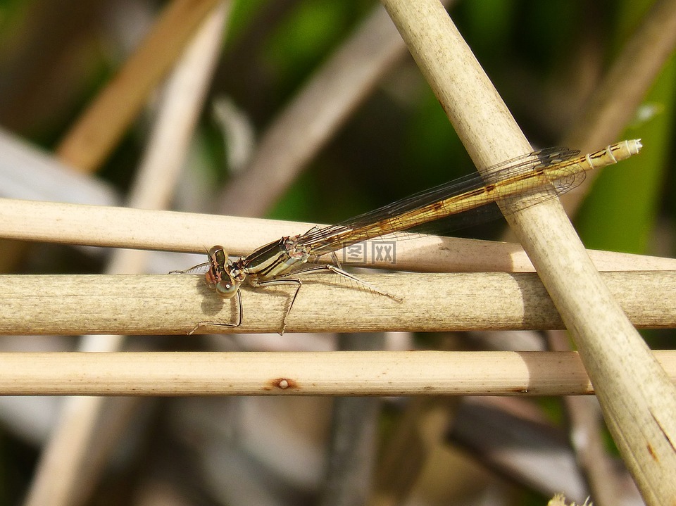 platycnemis acutipennis,橙色的蜻蜓,详细