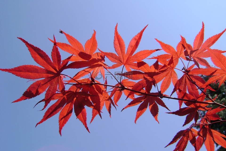 克隆棕榈atropurpureum,灌木,签名单