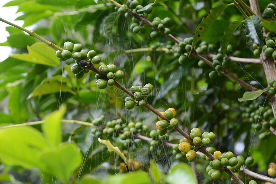 咖啡,咖啡树,蜘蛛网