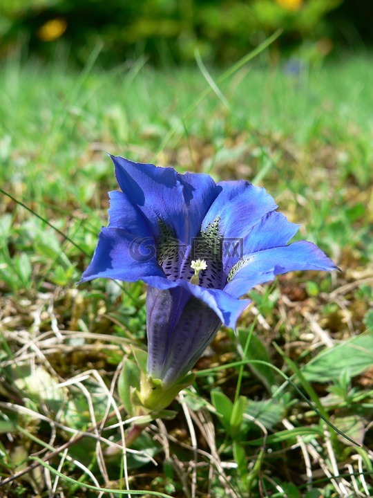 龙胆,山花,花