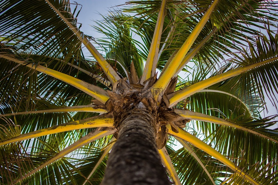 低角度拍摄,自然,棕榈树