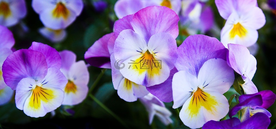 潘茜,鲜花,紫
