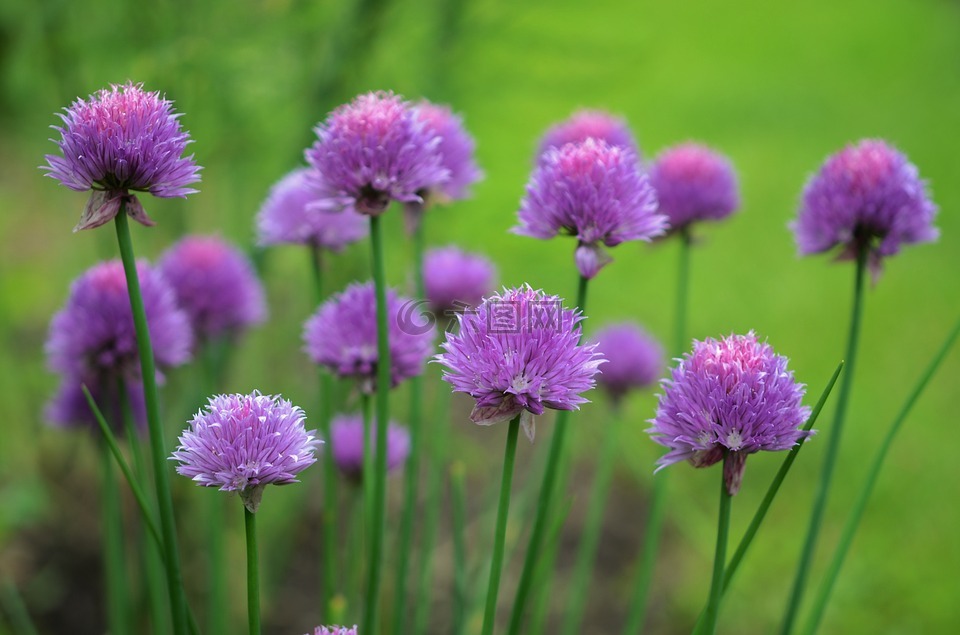 花,紫色,花的