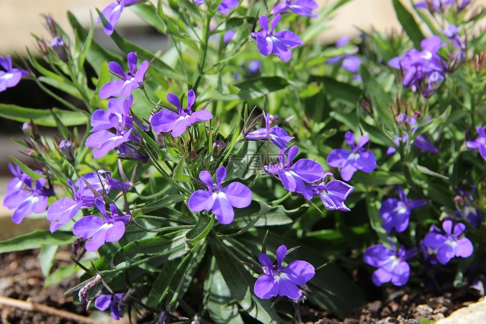 鲜花,蓝色,紫