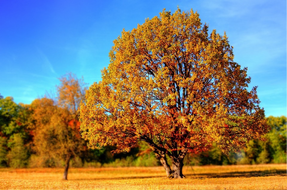 秋天各种各样的树图片