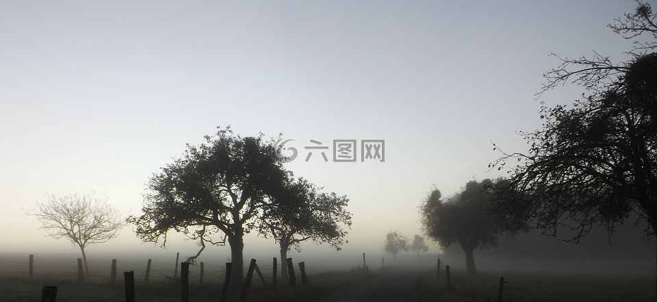雾,11 月,树