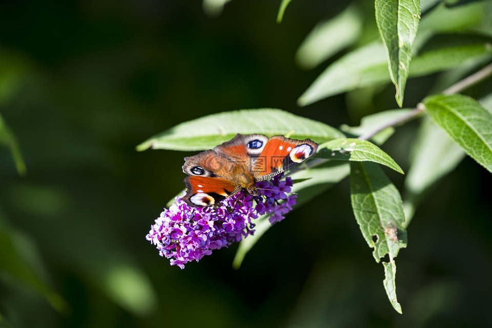 密刺,夏季紫丁香,蝴蝶