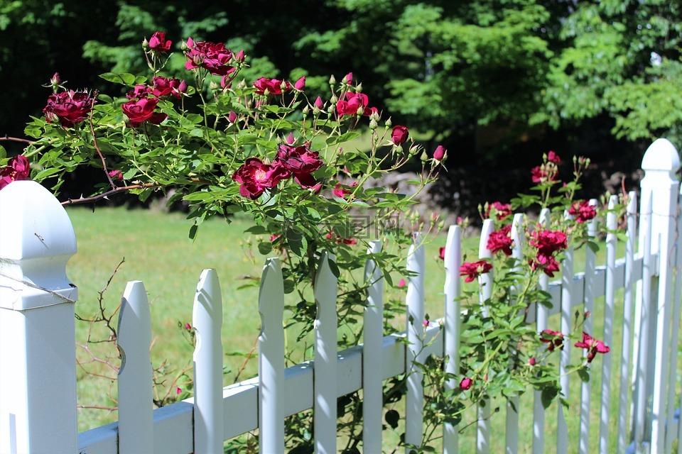 红玫瑰,玫瑰香味,白色的篱笆