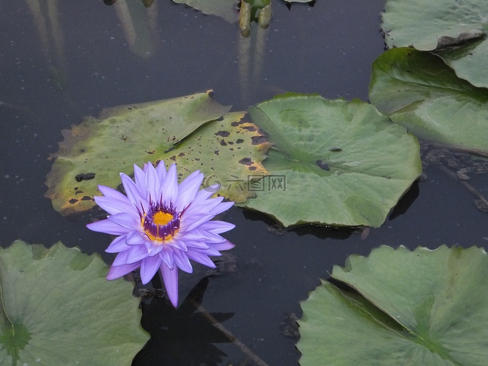 白河,蓮池,紫色