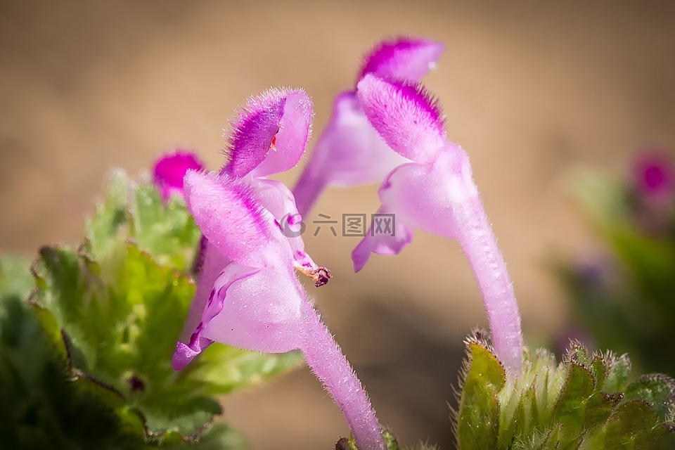 宏,开花,死荨麻