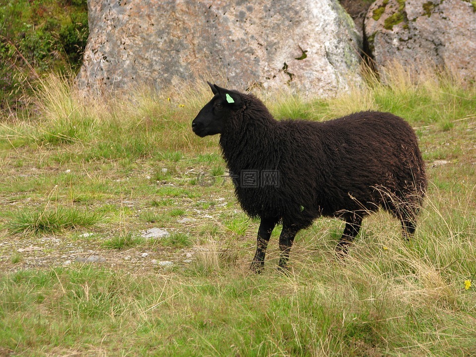 羊,黑羊,动物