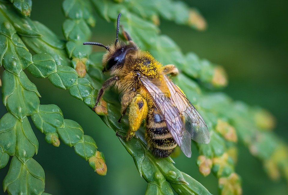 蜜蜂,春天,性质