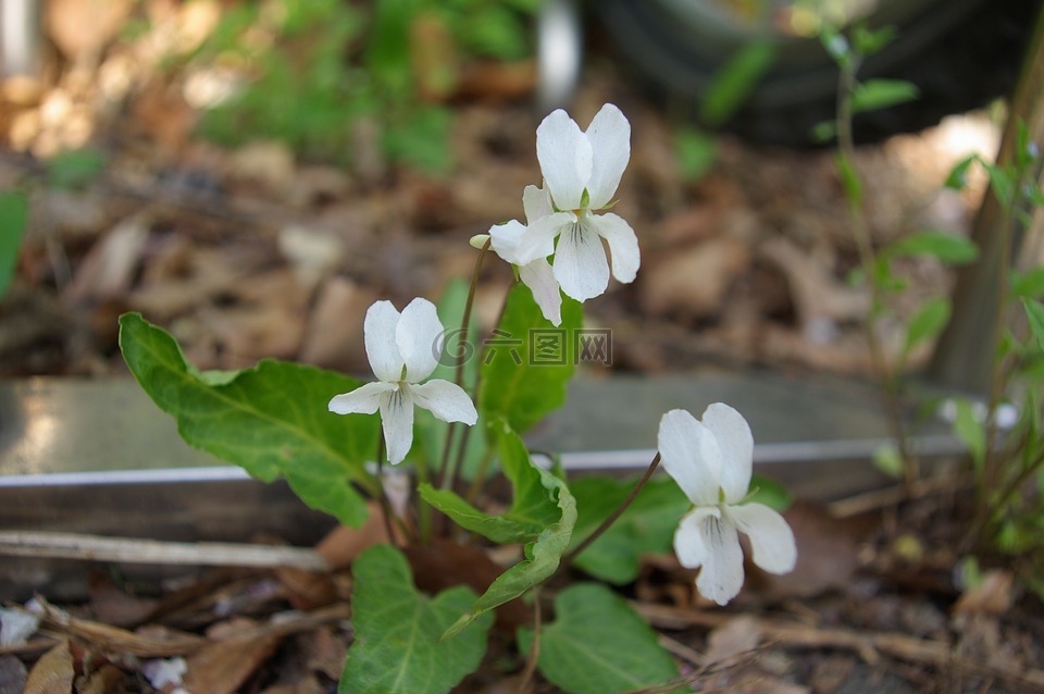 白真正的花,春天的花朵,白花