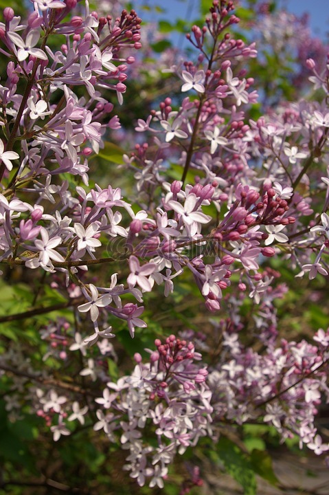 淡紫色的,春天的花朵,紫色的花
