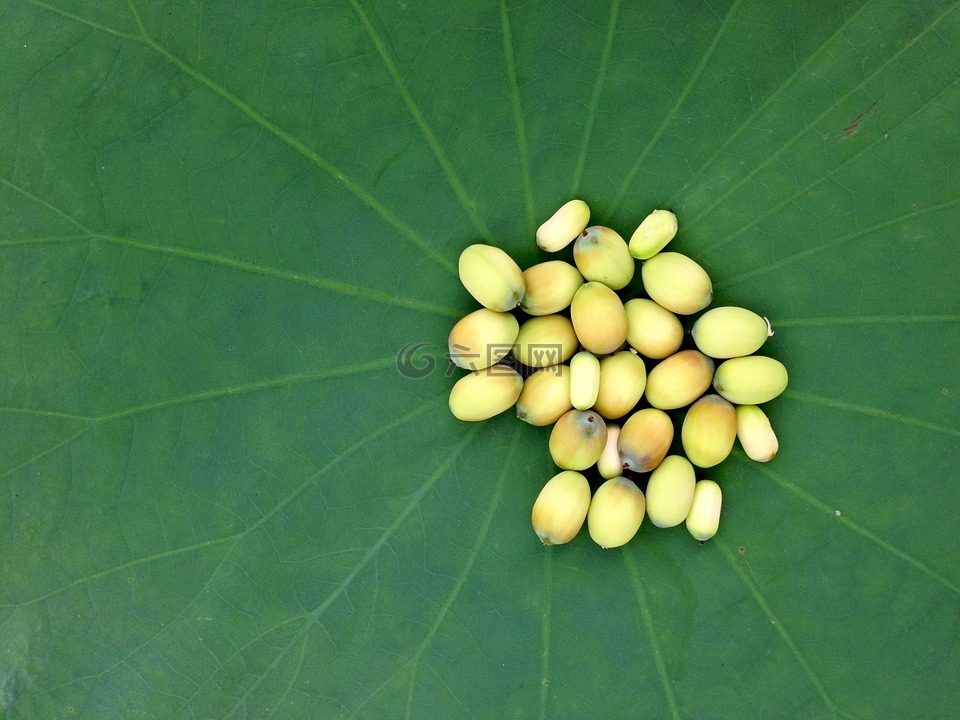 荷花的种子,莲花,种子