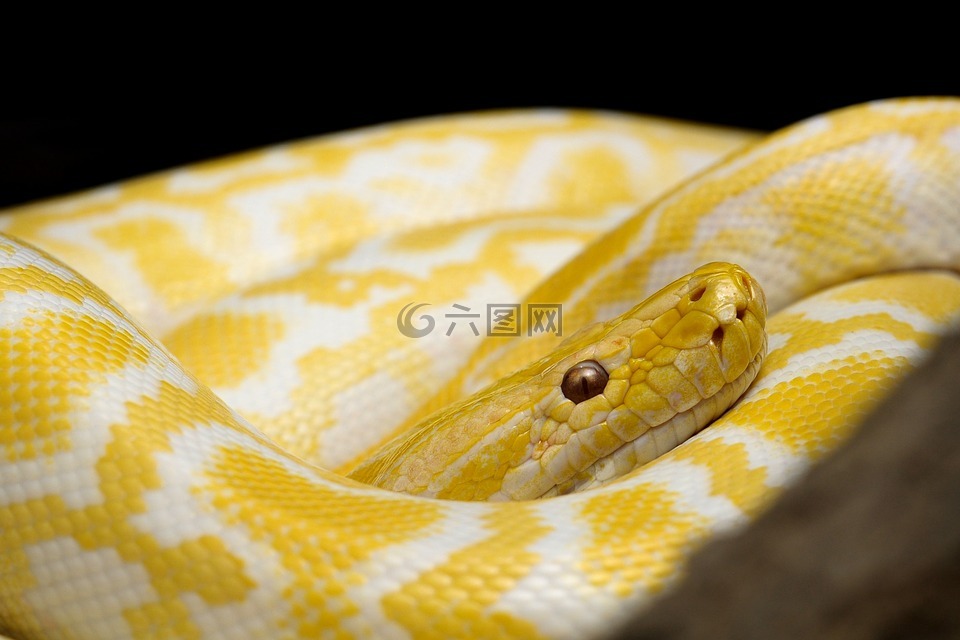 蛇,黄色的蛇,性别与发展