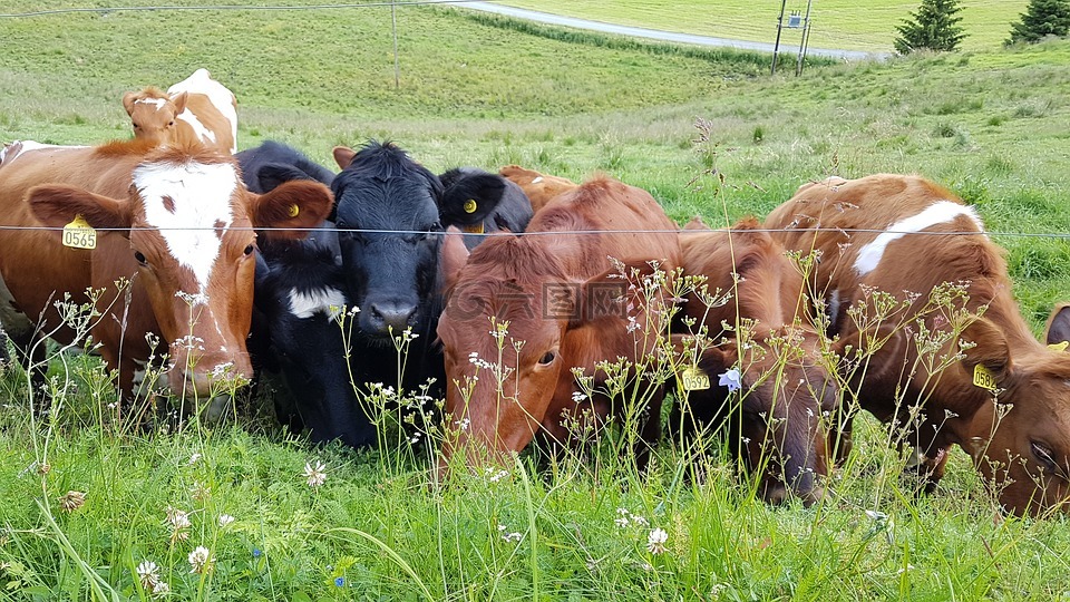 奶牛,奶牛在一排,农业