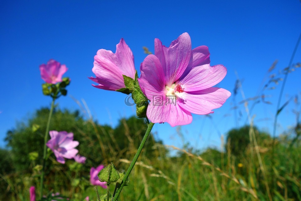 cranesbill,草甸 cranesbill,花