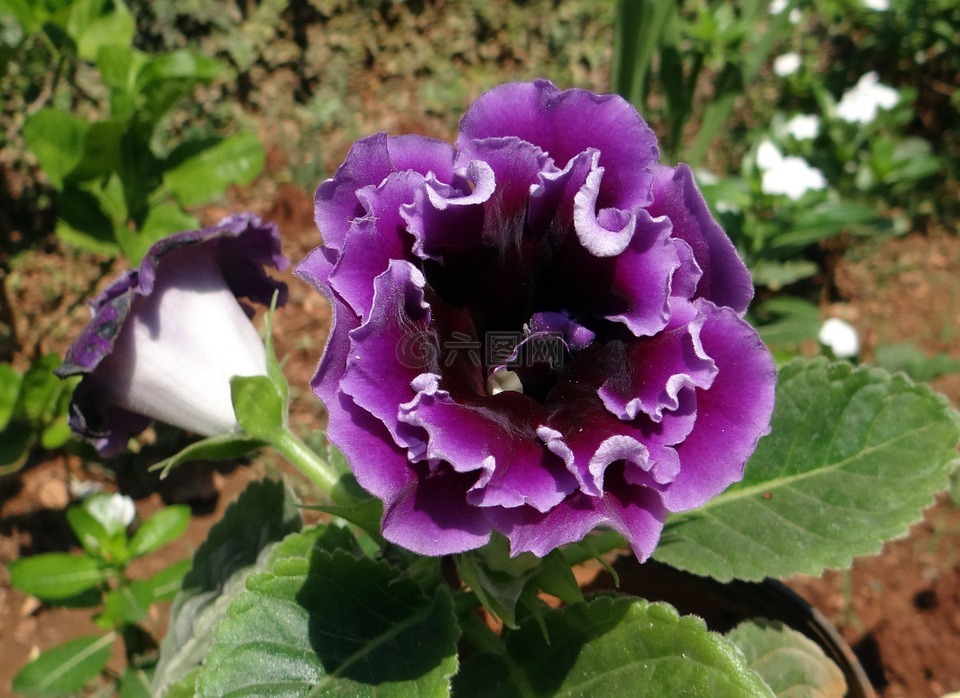 紫罗兰色,花,植物区系