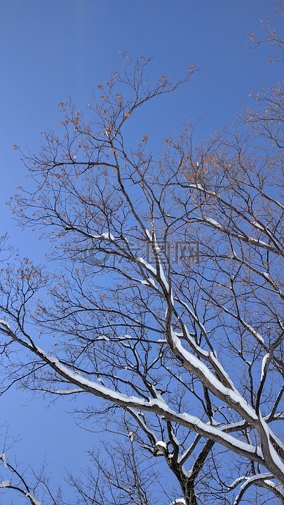 樹雪天空