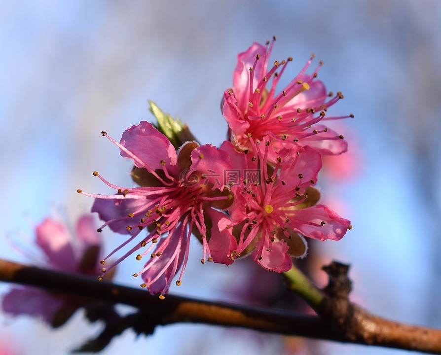 桃花,桃树,开花