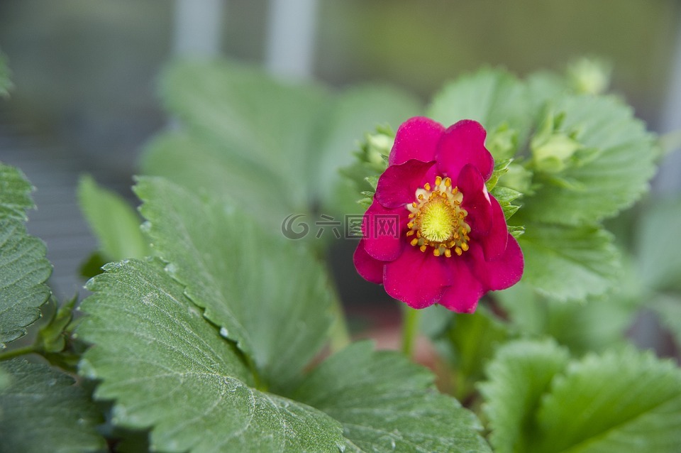 花草莓,草莓吊灯,草莓