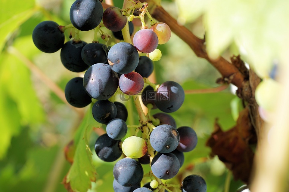 葡萄,葡萄种植,水果