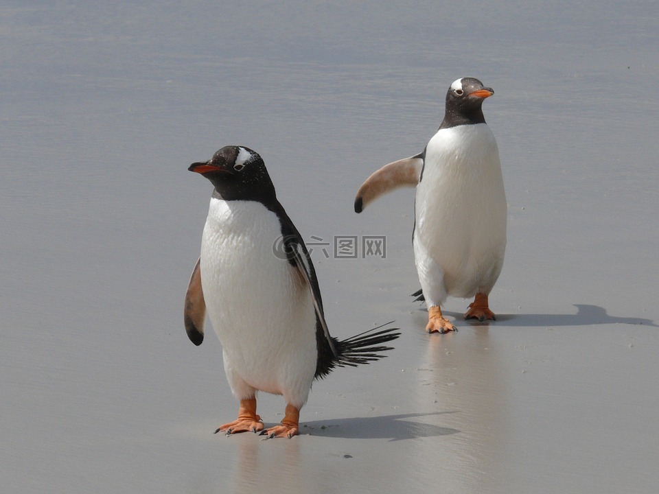 gentoo 企鹅,企鹅,南极洲