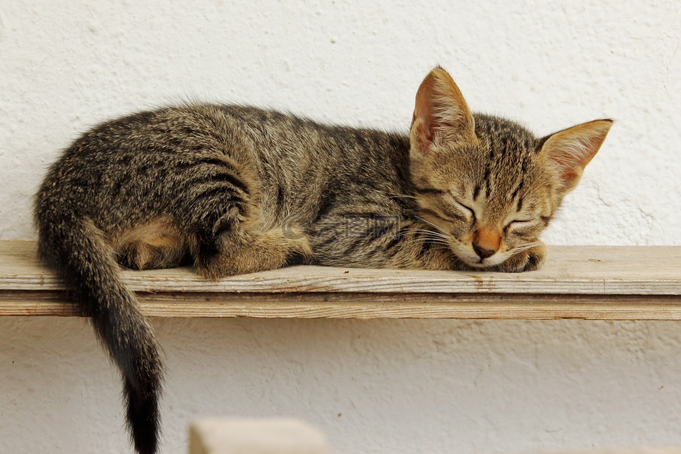 小猫图片可爱卖萌睡觉图片
