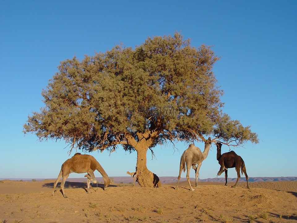 摩洛哥,树,骆驼