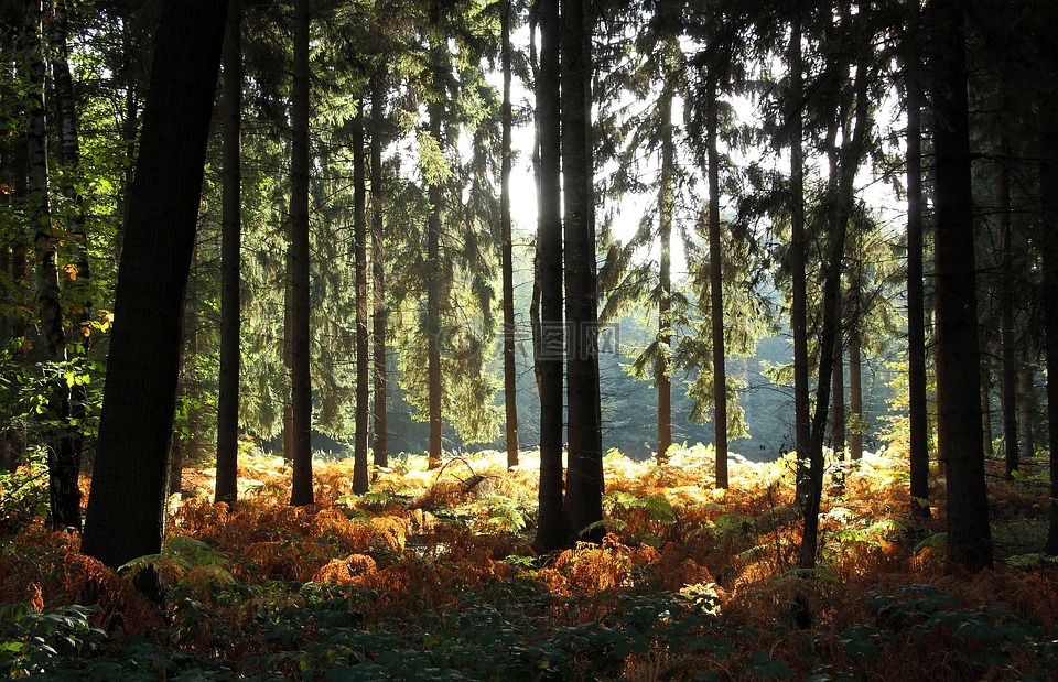 森林,树木,秋季森林
