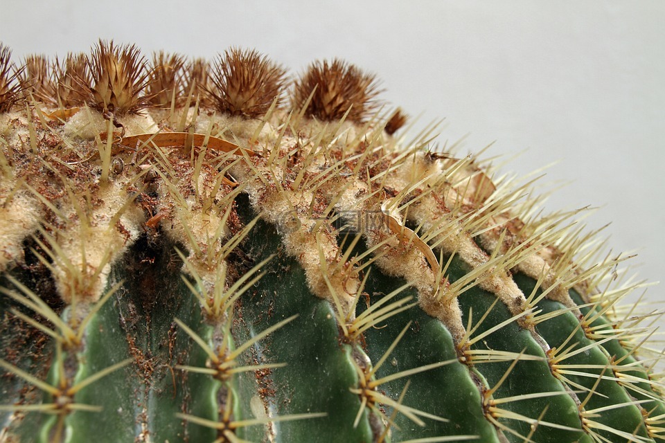 仙人掌,刺,植物