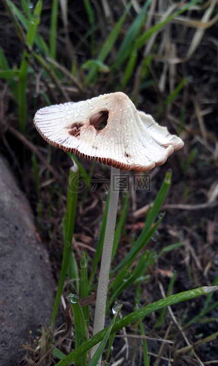 蘑菇,鸊鷉,毒蘑菇