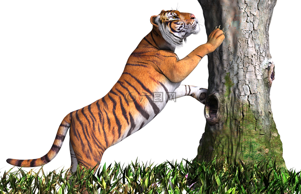 虎 动物 猫高清图库素材免费下载 图片编号 六图网