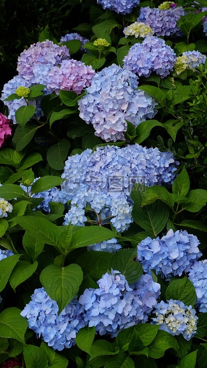 紫阳花,绣球花,夏日