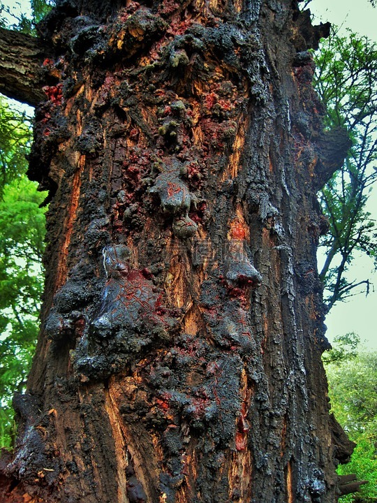 银橡树,树,奥克